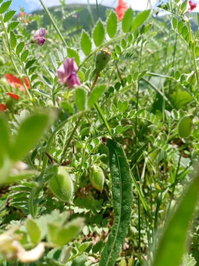 azienda agricola
