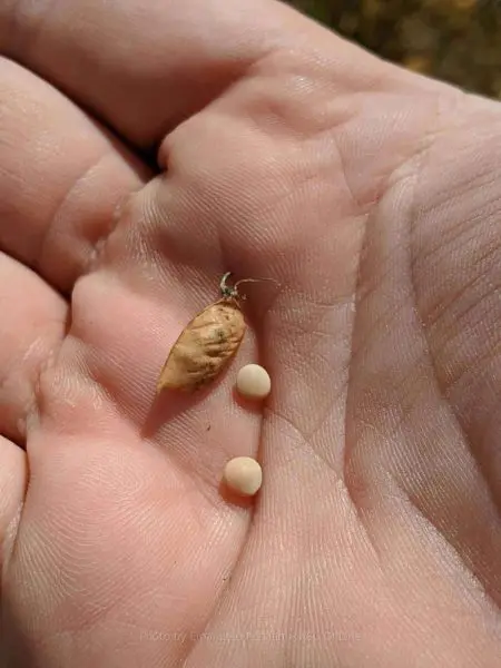 baccello di lenticchia produzione propria appena raccolto: 100% prodotto italiano