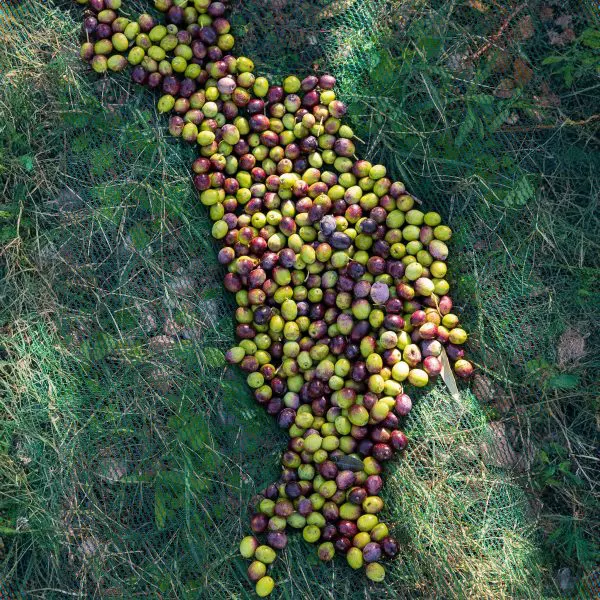 olive per olio extravergine estratto a freddo