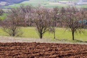 alberi campi lavorati
