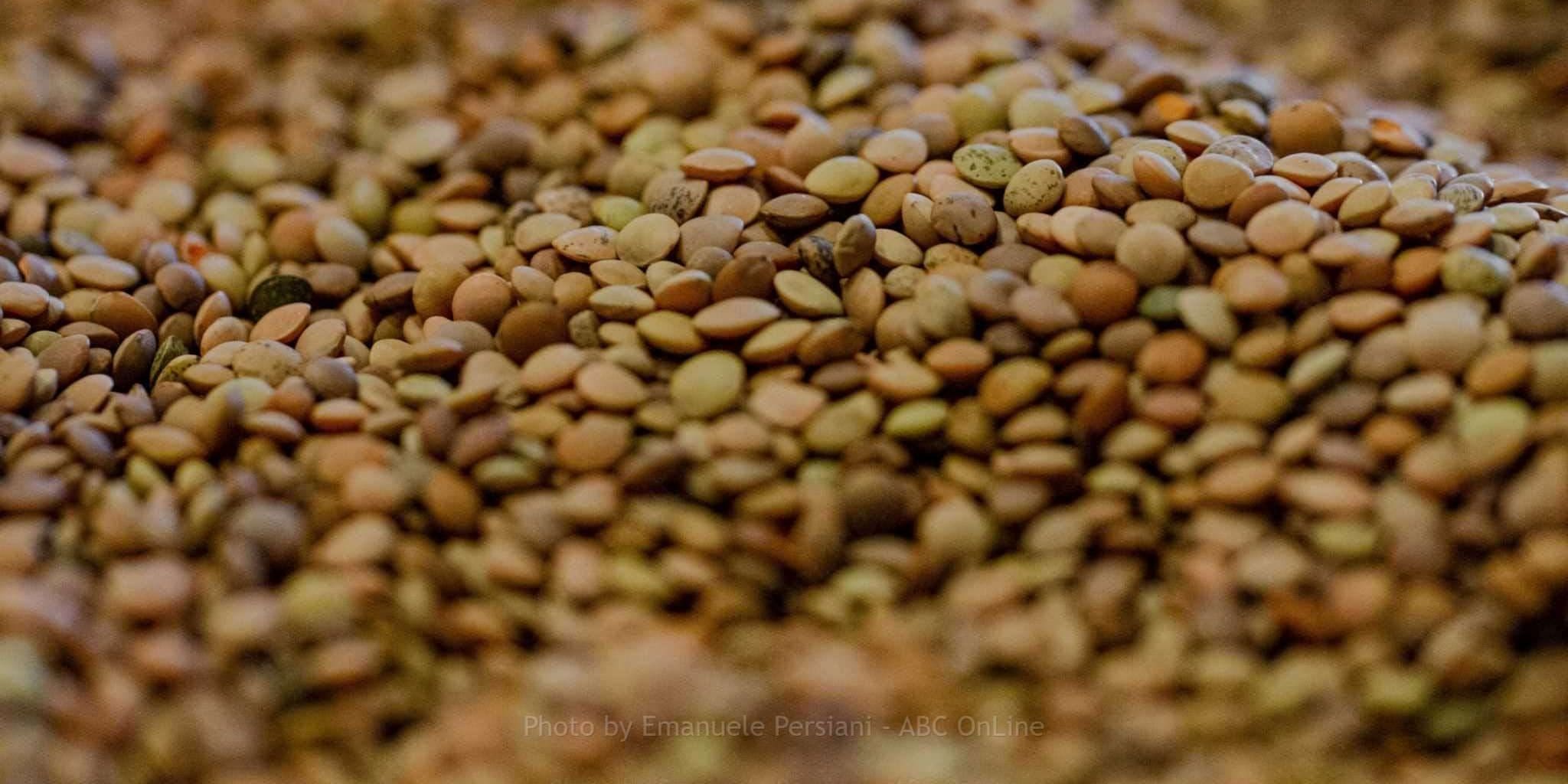 La lenticchia a Norcia come si produce